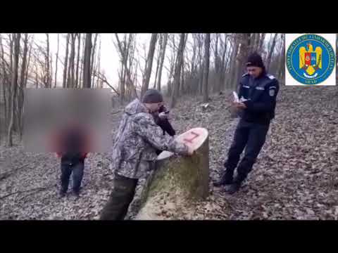 Tăiere ilegală de arbori la Vârfurile