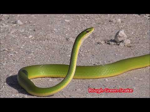 Beautiful Snakes in Florida