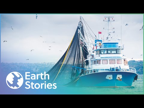Can We Survive When Oceans Run Out Of Fish? | The End Of The Line