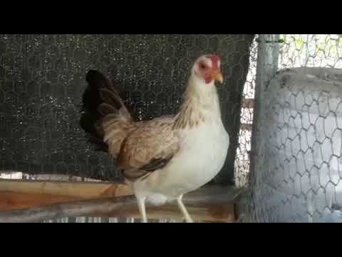 My pure chocolate 🍫 grey.