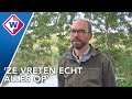 Einde rivierkreeftenplaag in Westland in zicht? - OMROEP WEST
