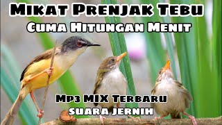 Download lagu Suara pikat burung kecil paling ampuh ciblek tebu/prenjak tebu/ciblek meong @AnakDesaKicau mp3