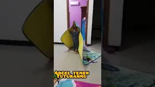 Download lagu angel temen tuturanmu mp3