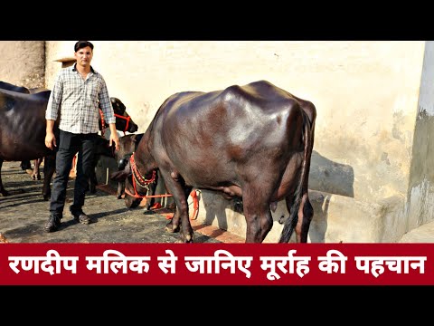 How to Identify a Murrah Buffalo 🐃 मूर्राह भैंस की पहचान क्या है ?