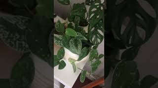 Monstera adansonii & satin pothos indoor pots for plants #shorts #monsteraadansonni #pothos #plants