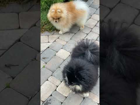 CUTE POMERANIAN VIDEO #shorts