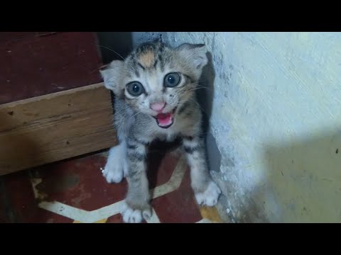 Cute Baby Kitten Scared and Crying Out Loud for Fear of Strangers