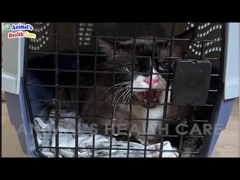 I Hate Humans! Cat Tearfully Drives People Away After trusting wrong owner