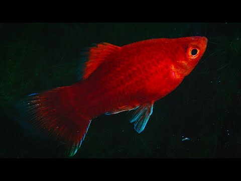 Watch Video on YouTube