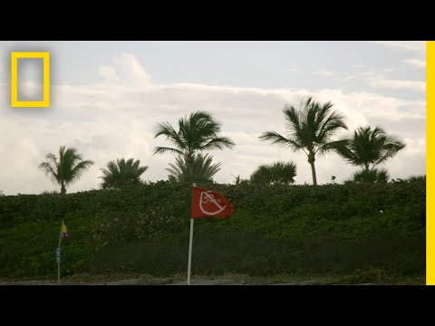 海風會增加鯊魚的攻擊嗎？| 鯊魚的攻擊 (Could Sea Breezes Increase Shark Attacks? | When Sharks Attack)