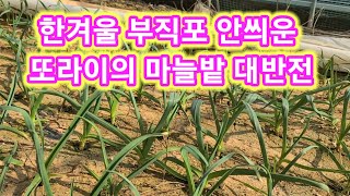 한겨울 부직포안씌운 또라이의 마늘밭 대반전~마늘추비,살균제 비료,퇴비 살포기