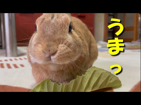 ウサギが食べられる植物