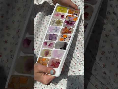 Dronchen And The Ice Cubes - Bitterljuv Novell - Misc Originals