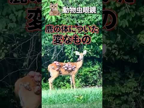 鹿の体についている変なものの正体