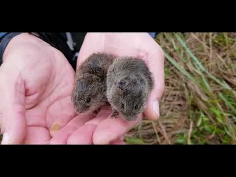 noordse woelmuis  (Alexandromys oeconomus arenicola)