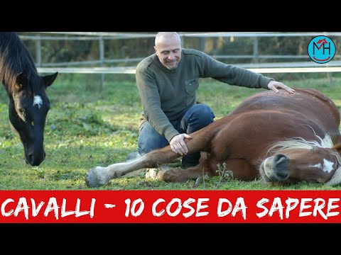 10 things to know before getting close to horses