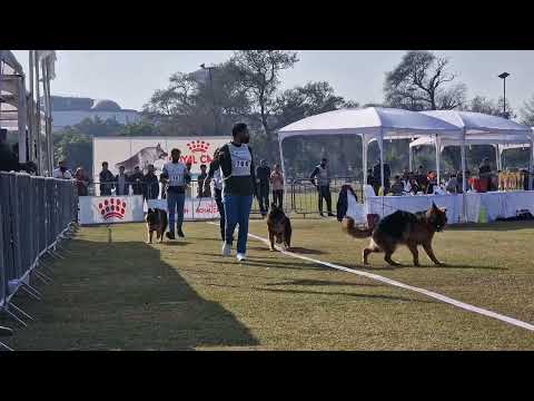 Pakistan sieger show Lahore 2025#Puppy class male long hair #Muneer Jutt Official #Dog show