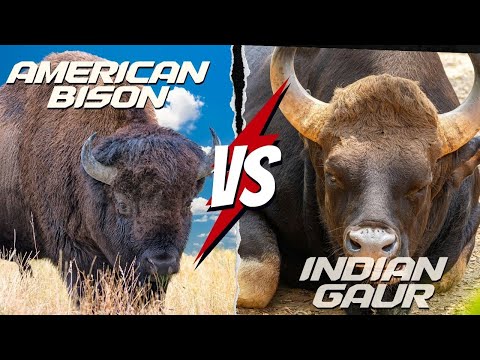 American Bison vs Indian Gaur