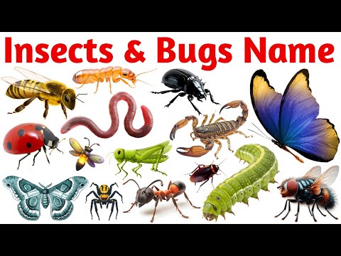 Insects & Bugs Name | Insects Name in English with Pictures | Insects Name | Insects & Bugs for Kids