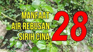 Download lagu MANFAAT Luar Biasa Air Rebusan Daun Sirih Cina! mp3 Download lagu MANFAAT Luar Biasa Air Rebusan Daun Sirih Cina! mp3