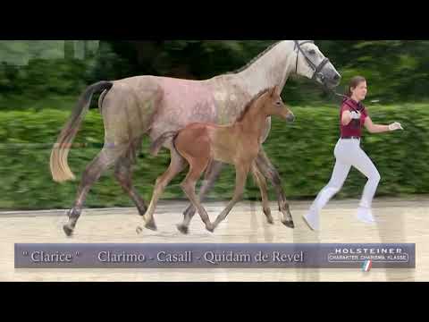 Holsteiner Elite-Fohlenauktion | Nr. 64 v. Clarimo - Casall