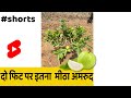 2 Feet Pr 2Kilo Fruits Shorts Indianfarmer Food Guava Farming
