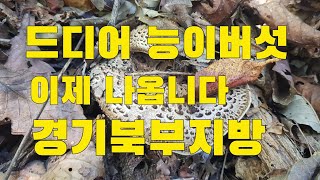 자연산능이버섯 드디어 이제  나옵니다 경기북부지방  가평흥부농부산행이야기