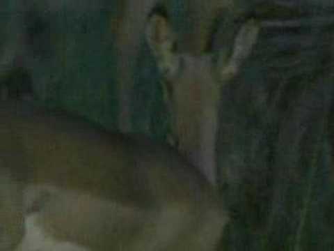 DjumaPMDrive - Young Impala