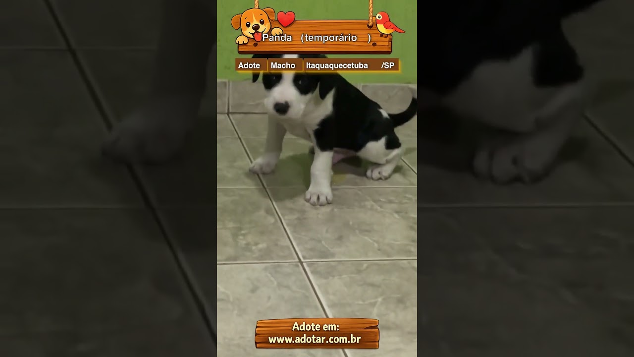 Cachorro raça SRD-ViraLata idade 2 a 6 meses nome Panda (temporário)
