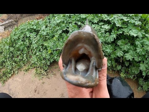 バルボアのこれは何の魚ですか？ / 私の PB ベースなど!