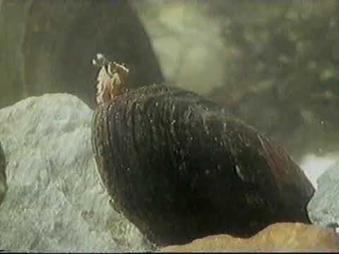 Expeditionen ins Tierreich Flußlandschaften in Deutschland Tierdoku - PAL - ARD