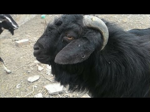 Highest Meat Producing Goats In The World | 10 Best...