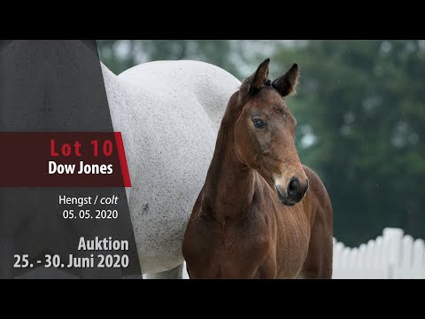 Online Auktion 25. - 30. Juni 2020: Lot 10 Dow Jones Hengst v. Dominator Z - Cumano