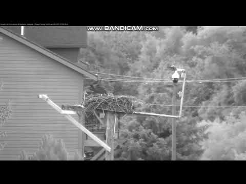 Hellgate Osprey - A different view of this morn's breakfish delivery - TU 7-3-18 @ 6:25a their time