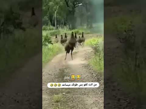 من انت كفو بس طولك ميساعد 😂