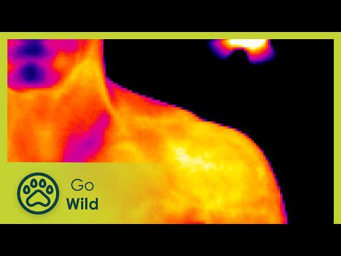 Limits of Light - Go Wild