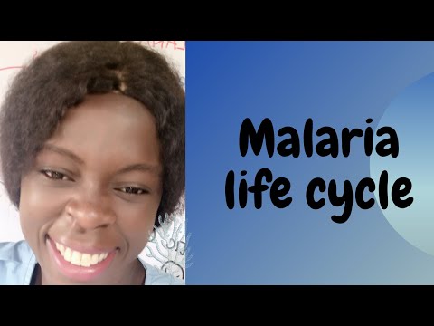 Malaria life cycle