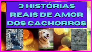 3 histrias REAIS de amor dos cachorros