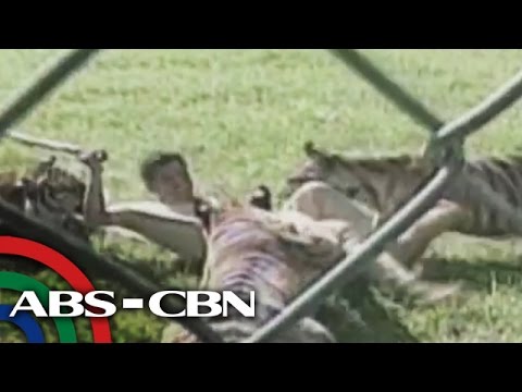 RealiTV: Tiger attack in Batangas RealiTV: Tiger attack in Batangas