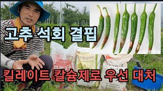 고추밭에 무슨 일이 일어난거야? 고추결핍현상What happened to the pepper?