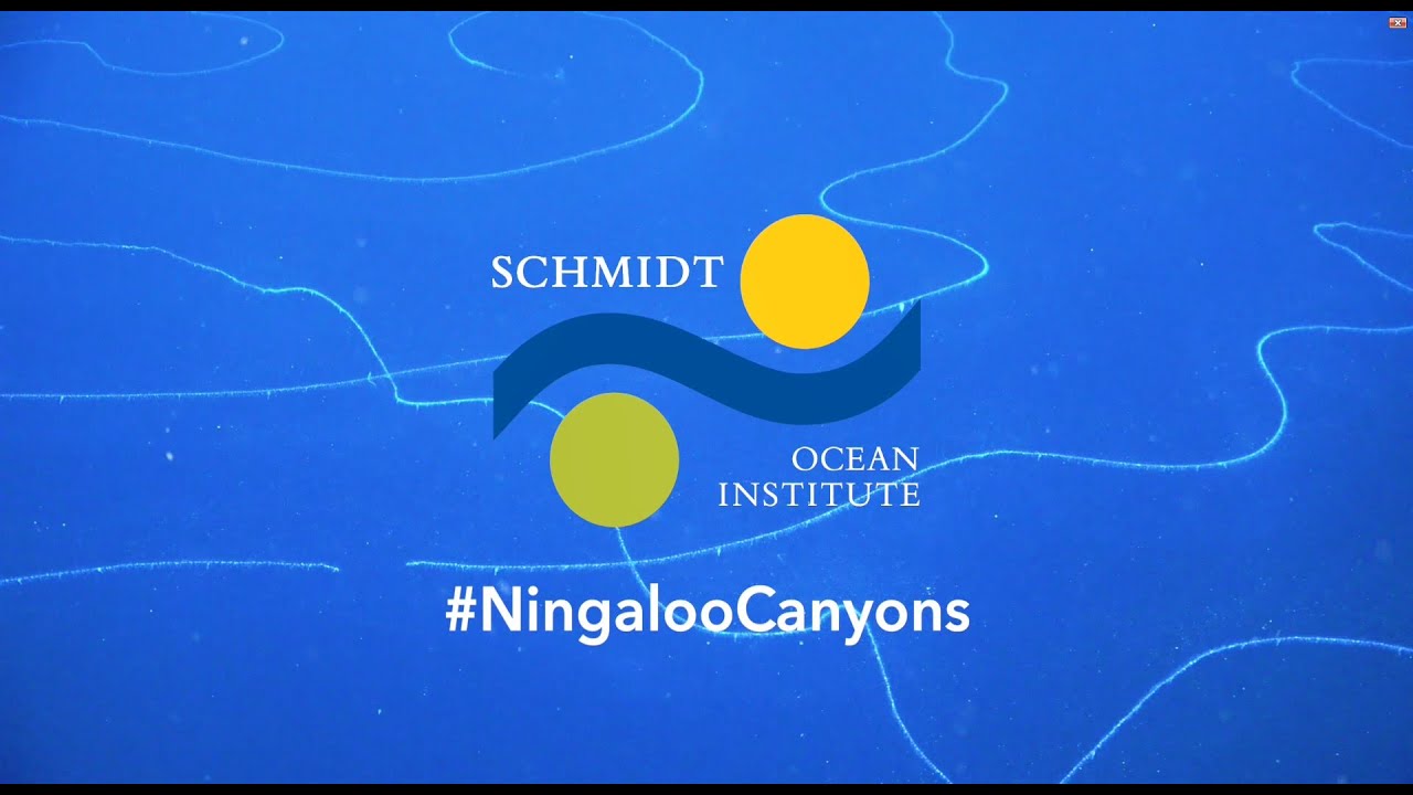 Illuminating Biodiversity of the Ningaloo Canyons - Amazing New Discoveries - FK200308 - YouTube