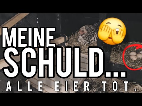 Naturbrut geht schief... wir müssen abbrechen!  || Hühner im Garten halten #19