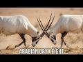 Arabian Oryx Fight קרב ראמים