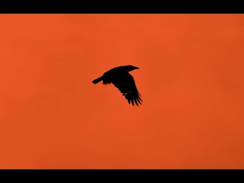 bird song / Pascal Hallou & Octave Mélèze # POHM