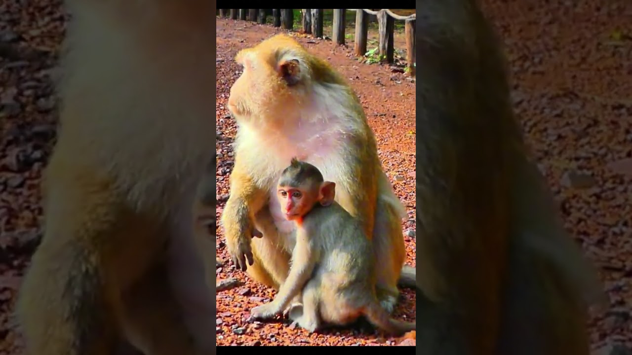 Monkey species: Baby monkeys get angry and cry when their mother refuses to feed them milk.