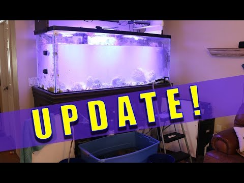 HOW I GOT RID OF MARINE ICH! REEF TANK UPDATE!!