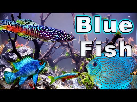 Awesome Blue Fish Stocking Options For Your Aquarium: A Fish For Every Size Tank!