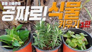 공짜 식물 키우기 1편 로즈마리 