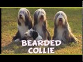 Bearded Collie - BEARDED COLLIE trailer documentario (razza canina)