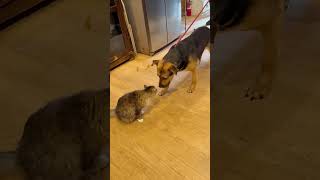 Video preview image #1 Mutt Puppy For Sale in Woodbury, NY, USA